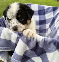Boy D, a male Australian Cattle Dog and Australian Shepherd for sale in Frankfort, IN – 4 of 7