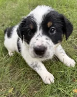 Girl D, a female Australian Cattle Dog and Australian Shepherd for sale in Frankfort, IN – 6 of 7
