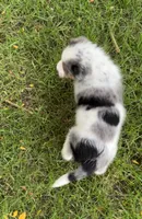 Boy B, a male Australian Cattle Dog and Australian Shepherd for sale in Frankfort, IN – 3 of 6