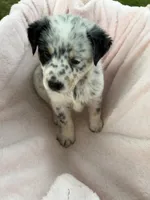 Girl A, a female Australian Cattle Dog and Australian Shepherd for sale in Frankfort, IN – 5 of 6