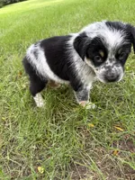 Girl C, a female Australian Cattle Dog and Australian Shepherd for sale in Frankfort, IN – 2 of 6