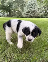 Girl D, a female Australian Cattle Dog and Australian Shepherd for sale in Frankfort, IN – 3 of 7