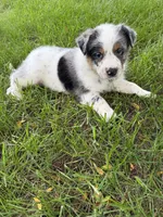 Boy B, a male Australian Cattle Dog and Australian Shepherd for sale in Frankfort, IN – 5 of 6