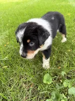 Boy A, a male Australian Cattle Dog and Australian Shepherd for sale in Frankfort, IN – 9 of 10