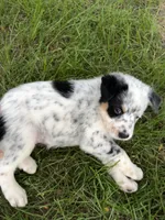 Girl A, a female Australian Cattle Dog and Australian Shepherd for sale in Frankfort, IN – 3 of 6