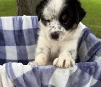 Boy D, a male Australian Cattle Dog and Australian Shepherd for sale in Frankfort, IN – 1 of 7