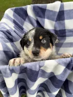 Boy A, a male Australian Cattle Dog and Australian Shepherd for sale in Frankfort, IN – 3 of 10