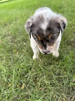 Girl B, a female Australian Cattle Dog and Australian Shepherd for sale in Frankfort, IN – 4 of 6