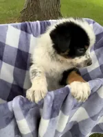 Boy C, a male Australian Cattle Dog and Australian Shepherd for sale in Frankfort, IN – 2 of 6
