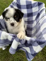 Boy D, a male Australian Cattle Dog and Australian Shepherd for sale in Frankfort, IN – 3 of 7