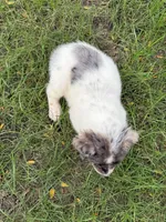 Girl B, a female Australian Cattle Dog and Australian Shepherd for sale in Frankfort, IN – 5 of 6