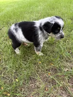 Girl C, a female Australian Cattle Dog and Australian Shepherd for sale in Frankfort, IN – 5 of 6