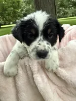 Girl D, a female Australian Cattle Dog and Australian Shepherd for sale in Frankfort, IN – 2 of 7