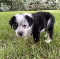 Boy C, a male Australian Cattle Dog and Australian Shepherd for sale in Frankfort, IN – 3 of 6