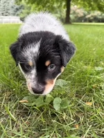 Boy A, a male Australian Cattle Dog and Australian Shepherd for sale in Frankfort, IN – 10 of 10