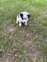 Girl A, a female Australian Cattle Dog and Australian Shepherd for sale in Frankfort, IN – 6 of 6
