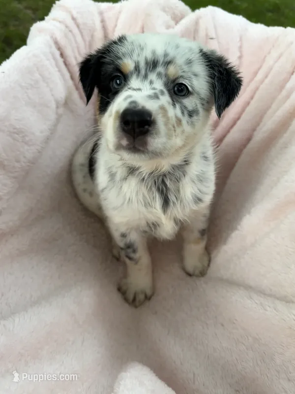 Girl A – Australian Cattle Dog, Australian Shepherd puppy for sale in Frankfort, IN