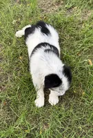 Boy D, a male Australian Cattle Dog and Australian Shepherd for sale in Frankfort, IN – 6 of 7