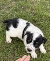 Girl D, a female Australian Cattle Dog and Australian Shepherd for sale in Frankfort, IN – 5 of 7