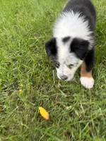 Boy C, a male Australian Cattle Dog and Australian Shepherd for sale in Frankfort, IN – 5 of 6
