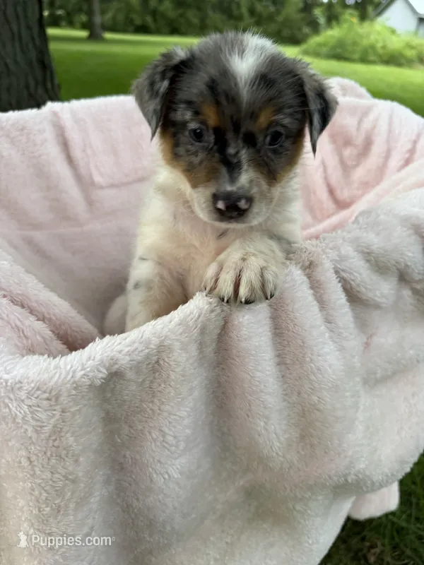 Girl B – Australian Cattle Dog, Australian Shepherd puppy for sale in Frankfort, IN