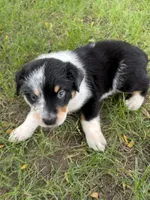 Boy A, a male Australian Cattle Dog and Australian Shepherd for sale in Frankfort, IN – 2 of 10