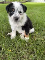 Boy C, a male Australian Cattle Dog and Australian Shepherd for sale in Frankfort, IN – 6 of 6