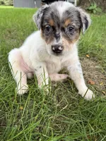 Girl B, a female Australian Cattle Dog and Australian Shepherd for sale in Frankfort, IN – 3 of 6