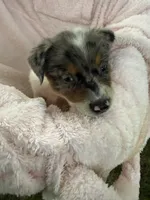 Girl B, a female Australian Cattle Dog and Australian Shepherd for sale in Frankfort, IN – 2 of 6