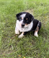 Boy A, a male Australian Cattle Dog and Australian Shepherd for sale in Frankfort, IN – 6 of 10
