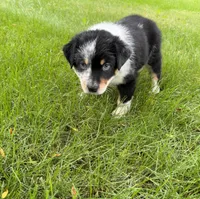 Boy A, a male Australian Cattle Dog and Australian Shepherd for sale in Frankfort, IN – 4 of 10