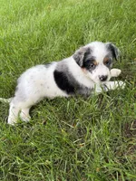 Boy B, a male Australian Cattle Dog and Australian Shepherd for sale in Frankfort, IN – 6 of 6