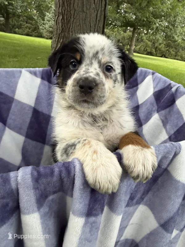 Boy C – Australian Cattle Dog, Australian Shepherd puppy for sale in Frankfort, IN
