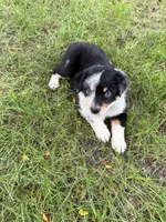 Boy A, a male Australian Cattle Dog and Australian Shepherd for sale in Frankfort, IN – 7 of 10
