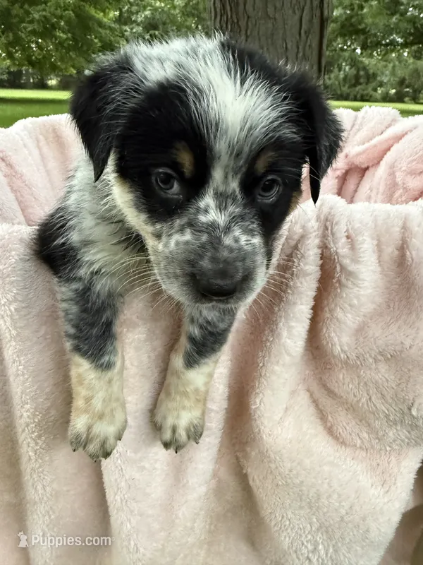 Girl C – Australian Cattle Dog, Australian Shepherd puppy for sale in Frankfort, IN