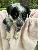 Girl C, a female Australian Cattle Dog and Australian Shepherd for sale in Frankfort, IN – 1 of 6