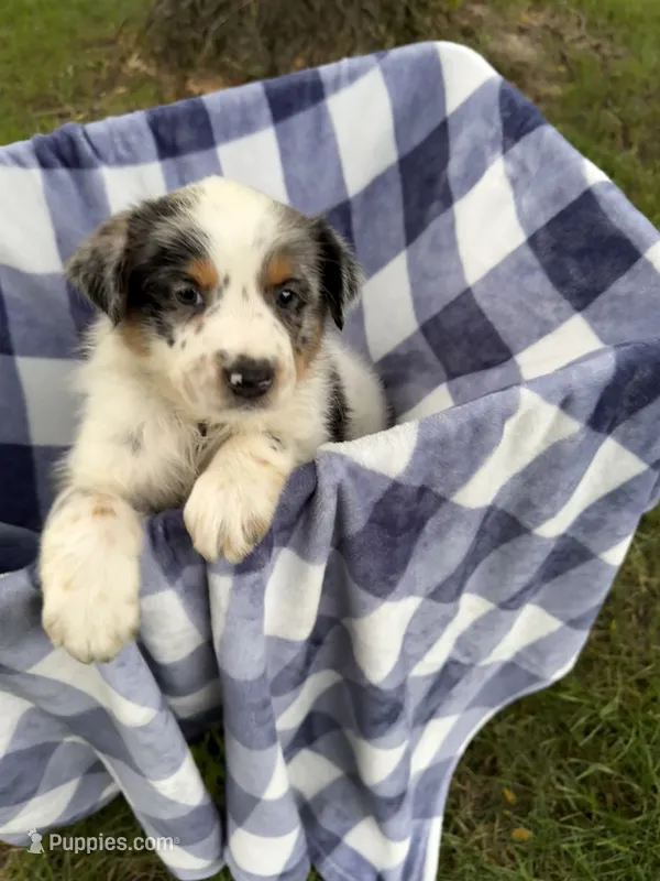 Boy B – Australian Cattle Dog, Australian Shepherd puppy for sale in Frankfort, IN
