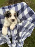 Boy B, a male Australian Cattle Dog and Australian Shepherd for sale in Frankfort, IN – 1 of 6