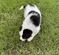 Boy D, a male Australian Cattle Dog and Australian Shepherd for sale in Frankfort, IN – 5 of 7