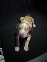 Zedd, a male American Bully and American Pit Bull Terrier for sale in San Jacinto, CA – Photo 1 of 10
