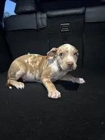 Comet, a male American Bully and American Pit Bull Terrier for sale in San Jacinto, CA – Photo 4 of 6