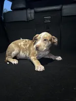 Comet, a male American Bully and American Pit Bull Terrier for sale in San Jacinto, CA – Photo 5 of 6