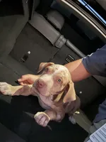 Zedd, a male American Bully and American Pit Bull Terrier for sale in San Jacinto, CA – Photo 2 of 10