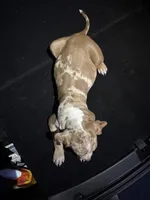 Zedd, a male American Bully and American Pit Bull Terrier for sale in San Jacinto, CA – Photo 8 of 10