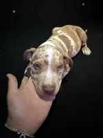 Zedd, a male American Bully and American Pit Bull Terrier for sale in San Jacinto, CA – Photo 5 of 10