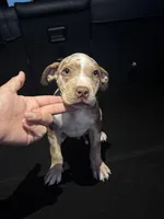 Comet, a male American Bully and American Pit Bull Terrier for sale in San Jacinto, CA – Photo 2 of 6