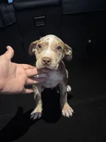 Comet, a male American Bully and American Pit Bull Terrier for sale in San Jacinto, CA – Photo 3 of 6