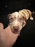 Zedd, a male American Bully and American Pit Bull Terrier for sale in San Jacinto, CA – Photo 6 of 10