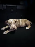 Zedd, a male American Bully and American Pit Bull Terrier for sale in San Jacinto, CA – Photo 3 of 10