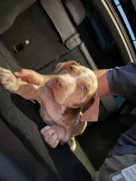 Zedd, a male American Bully and American Pit Bull Terrier for sale in San Jacinto, CA – Photo 10 of 10
